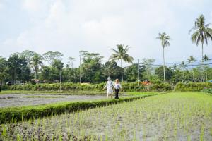 婆罗浮屠Balkondes Karanganyar Borobudur的一对夫妇穿过稻田 更多5张照片