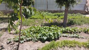 a garden with a bunch of plants in the dirt at Milikbek Dodikhudo in Khorog
