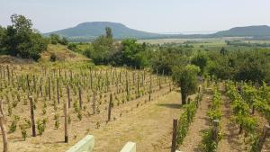 Grand Cru 4 Vendégház 8265 Hegymagas, Mókus körút 2. kép - 2