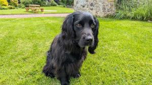 un cane nero seduto sull'erba in un giardino di Cumledge Yew Trees Cottage a Duns