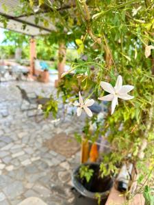 Zahrada ubytování Noto Home Biniricita