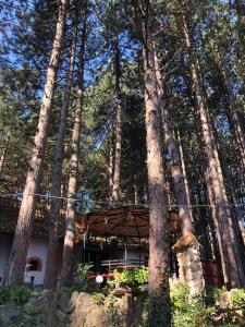 Fotografie z fotogalerie ubytování Apartman medju borovima 2 v destinaci Vinci