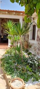 a garden with palm trees and flowers in front of a house at Villa Lucia in Lampedusa