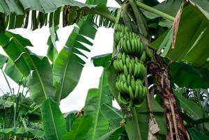 Galería fotográfica de Safari Bubbles en Wundanyi