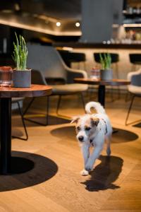 Fotografie z fotogalerie ubytování Boutique Hundehotel Bergzeit v destinaci Grossarl