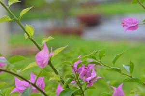 a group of pink flowers on a plant at Sai Gon Kim Lien Hotel Vinh City in Vinh