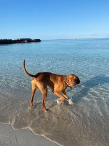 Imagen de la galería de Ric&Cri - fronte mare - 4 posti letto - piscina, en Casa De Giorgis