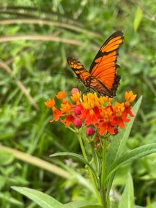 an orange butterfly is sitting on an orange flower at Cabañas en Reserva Privada Bahía Santa Ana in Santa Ana