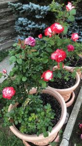 Photo de la galerie de l'établissement Da Nonna Gina, à Pescasseroli