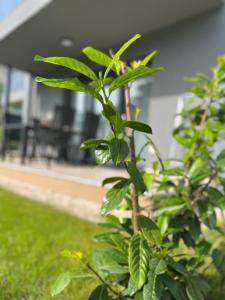 Villa Silver Side 8600 Siófok, Hungária utca 65 kép - 2