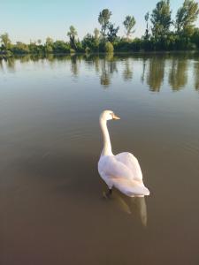 Gallery image of Splav na dan AXA in Barič