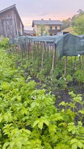 un campo di piante con una copertura sopra di Löwenzahn a Scheibbs
