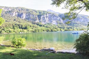 a dog walking in front of a lake with a boat at Das Mondsee-Apartment in Unterach am Attersee +4 photos