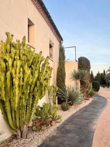 a bunch of cacti and plants next to a building at Hotel Mas Lazuli in Pau