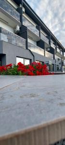 a group of red flowers in front of a building at Anelisse Apartments in Eforie Nord