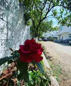 a red rose sitting next to a wall at Vila Era Ksamil in Ksamil