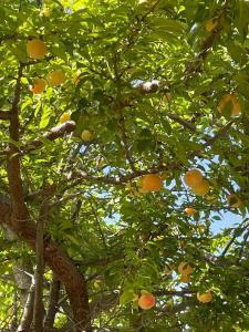 Billede fra billedgalleriet på Apollo Greekgod Apartments i Sidari