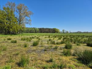 ein Feld mit hohen Grasflächen und Bäumen im Hintergrund in der Unterkunft Feriendomizil im Lieper Winkel in Liepe