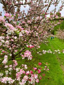 Bowhayes Farm - Camping & Glamping - Bell Tents - Cider Orchard外面的花园