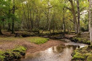 a stream in the middle of a forest with trees at Gemini 1 in Great Wyrley