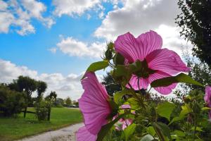 una flor rosa en un campo con cielo en Vigna Di Valle, en Bracciano