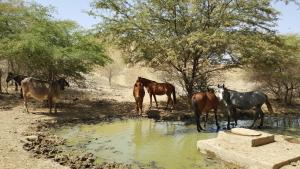 Zvířata v apartmánu nebo okolí