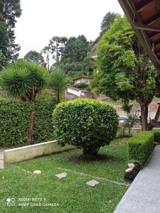 a garden with a bush in the grass at A Nossa Casinha Capivari - 400m do Parque Capivari in Campos do Jordão