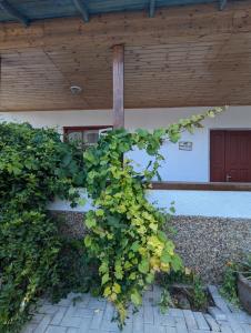 Ảnh trong thư viện ảnh của Pensiunea Casa Veche ở Palanca