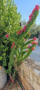 a bush of pink flowers on a fence at Politimis house in Makrinára