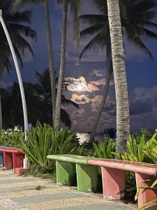 サン・アンドレスにあるApartamentos Miss Vera 3のヤシの木のあるビーチに置かれたベンチ +9枚の写真