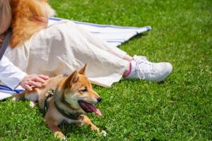 a person laying on the grass with a dog at Tsumagoi Prince Hotel in Tsumagoi