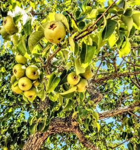 Afbeelding uit fotogalerij van Casa dei Frutti di Ostuni in Ostuni