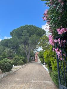 un camino que conduce a una casa con un árbol en Studio indépendant calme pas loin du centre, en Nimes