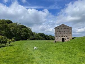a dog running in a field with a stone barn at Fettlers Cottage, Cumbria in Kirkby Stephen