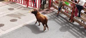 Tiere in der Pension oder in der Nähe