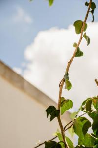 Fotografie z fotogalerie ubytování Villa del Ponente Otranto v destinaci Alimini