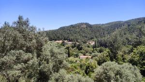 a forest of trees with a house in the middle at SPITIKARIOTIKO My Ikarian home in Raches