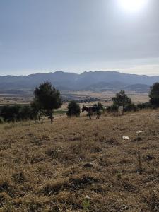 Природа в окрестностях гостевого дома