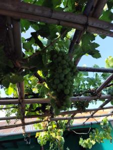 Сад в Maison d'hôte traditionnelle +8 фотографий