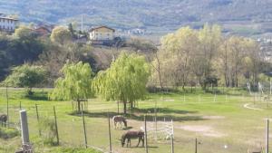 two animals grazing in a field of grass at HOME SWEET HOME in Rovereto