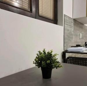 a potted plant sitting on a counter in a kitchen at Studio Melem 3 in Soko Banja