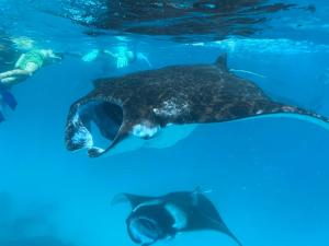 Altri animali domestici presso l'hotel o nei dintorni
