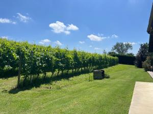 Giardino di Vigne dei Mastri