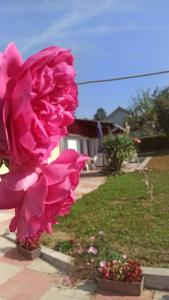 eine rosa Blume in einem Hof mit einem Haus in der Unterkunft Taša i Miki in Vrdnik