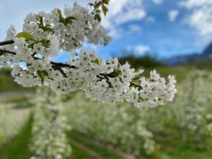 Gallery image of Spiegelhof in Appiano sulla Strada del Vino