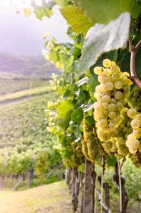 Gallery image of Spiegelhof in Appiano sulla Strada del Vino