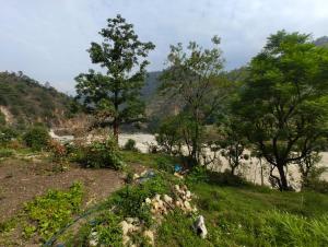 um campo com árvores e pedras na relva em Abhishek Guest House em Chamoli