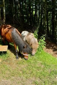 Zvířata v penzionu – hostince nebo okolí