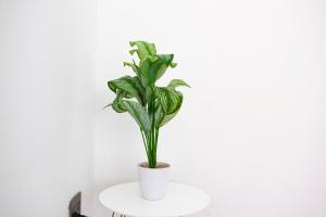 Gallery image of Guest House Auasblick by State House in Windhoek