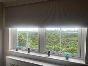 a window with potted plants on a white window sill at Firbank House in Glenrothes +16 photos